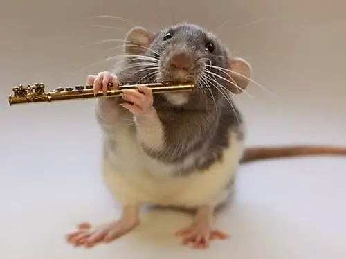 Musician rat
